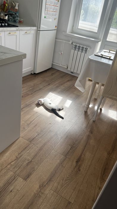 Отдам котенка в добрые руки