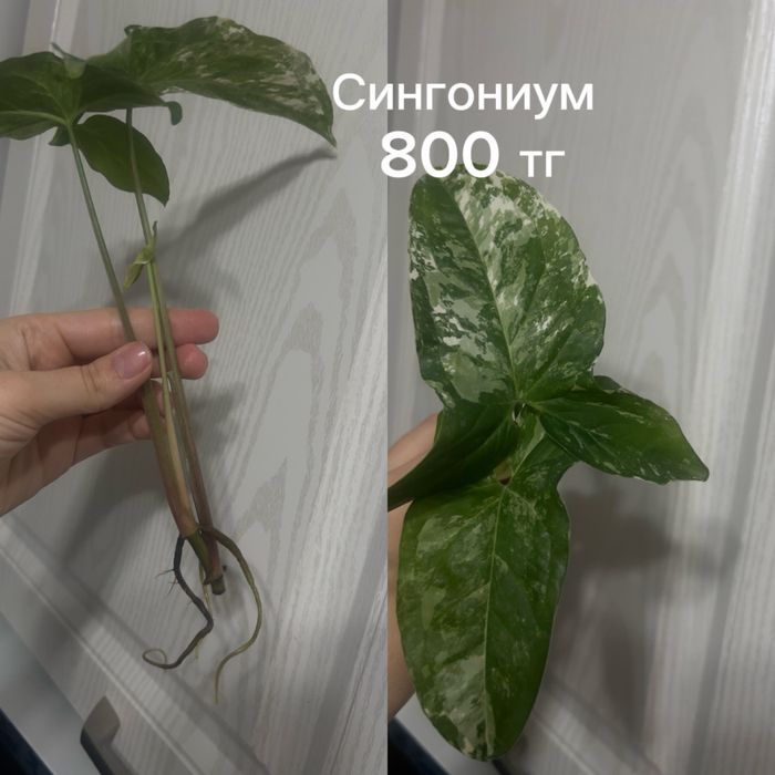 Разные отростки цветов