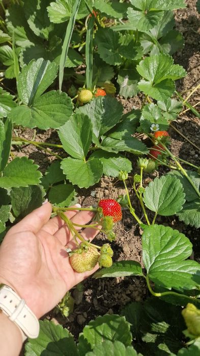 Stoloni capsuni soi Joly