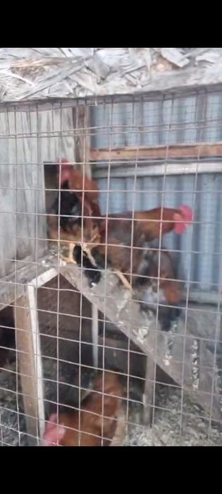 Продам петухов кученская юбилейная