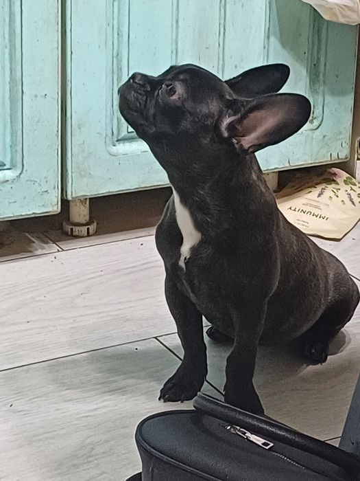 Продам девочку французского бульдога