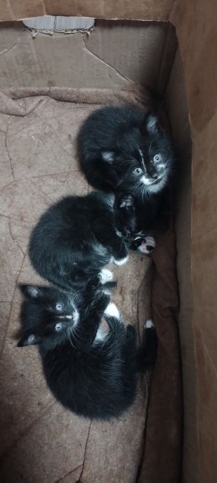 Отдам котят в добрые руки две девочки