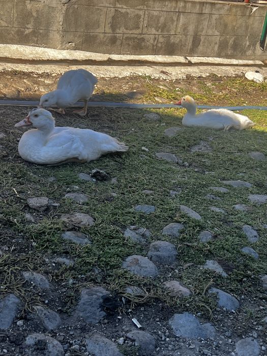 Boboci de Rață Mută