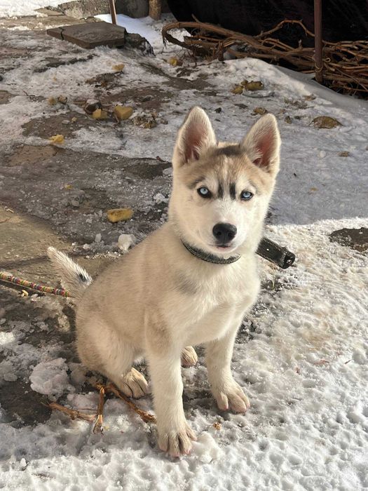 Щенок Хаски чистокровный