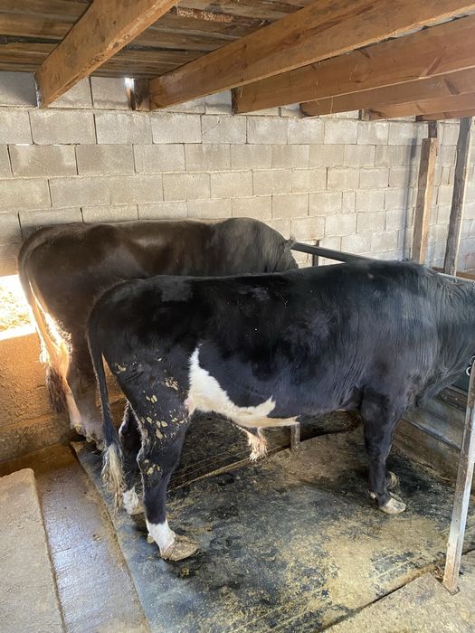 Быки Алатауская порода