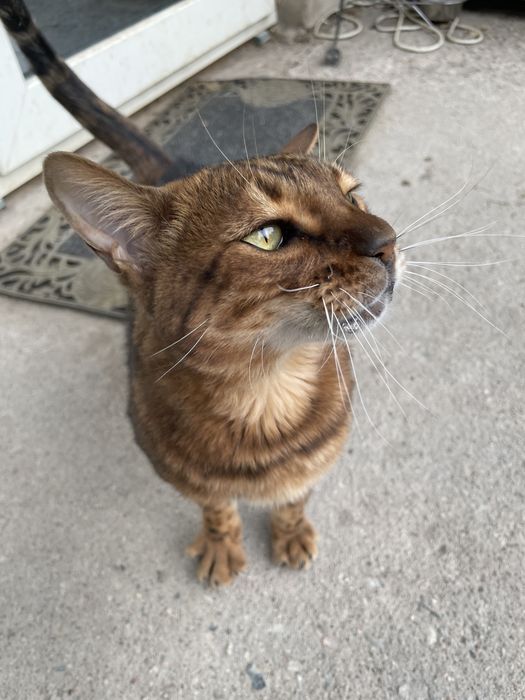 Бенгальский кот и домик