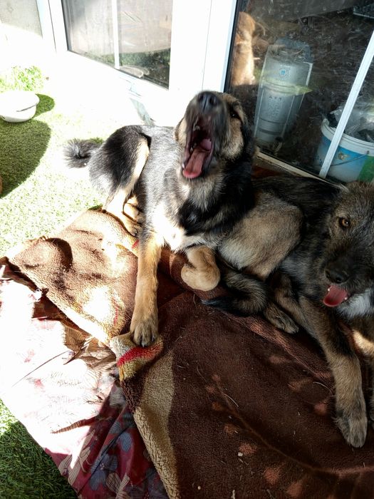 Стерилизованные даром