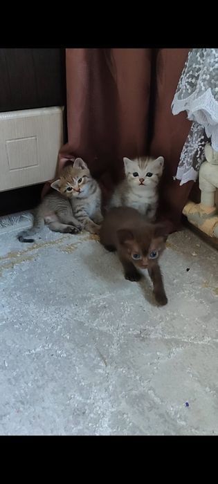 Отдам котят бесплатно