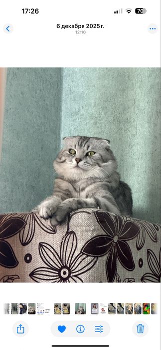 Вязка. Шотландский вислоухий красавец