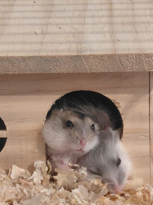 Donez 5 pui de hamsteri și un adult mascul