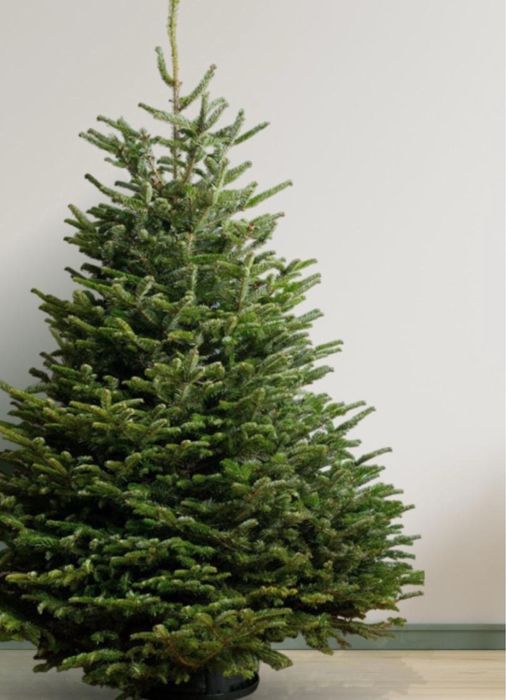 Пихта нордмана доставка