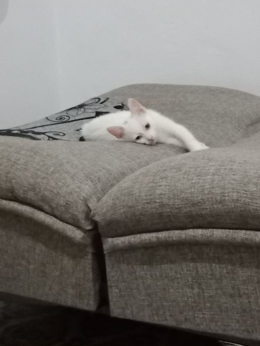 Отдам котят даром