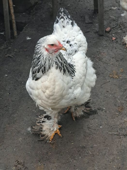 4 rațe și un rățoi mut 2025