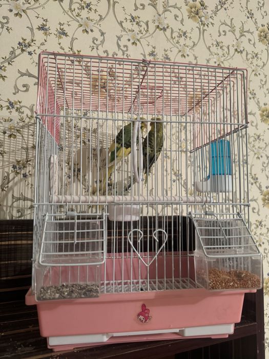 Птицы попугай красивые