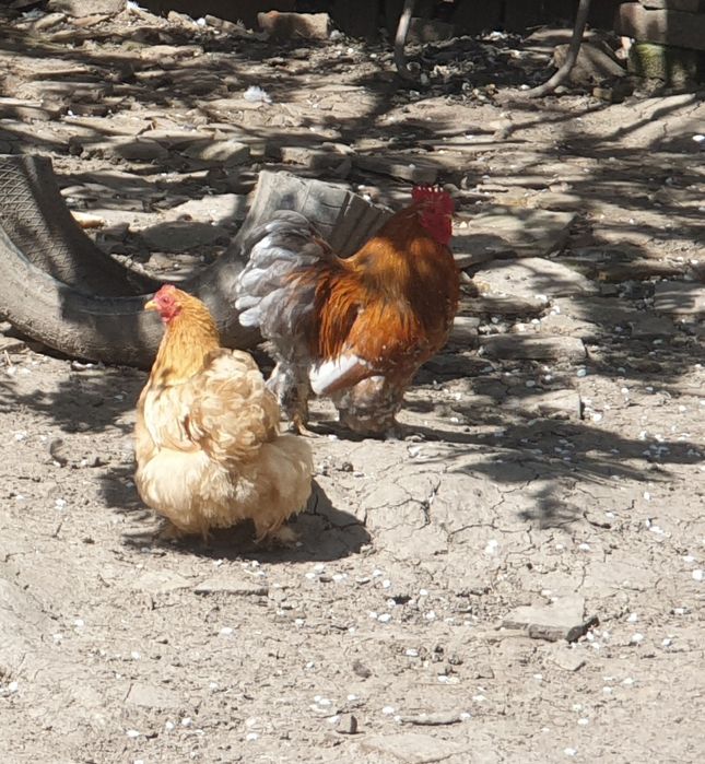 Pereche cochinchina pitic