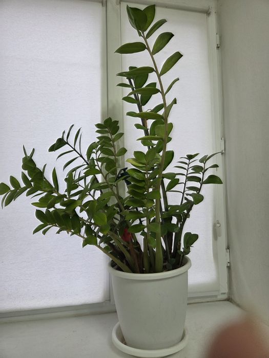 ФИКУС АЛОЕ комнатные цветы