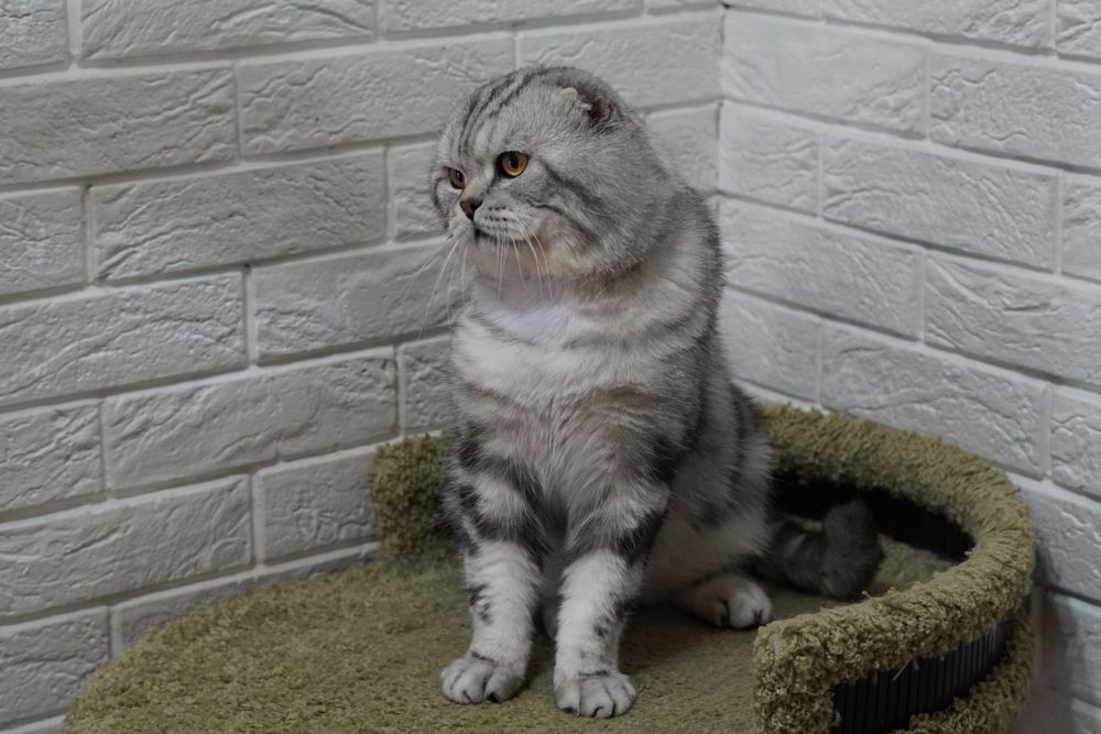 Шотландский кот Вязка