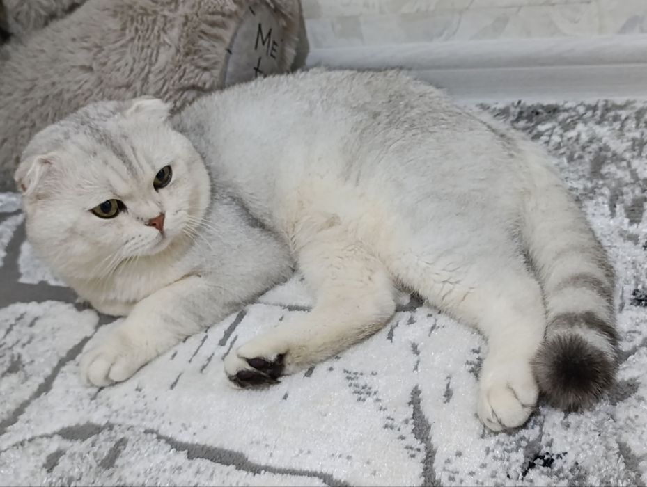 Шотландский мальчик Серебристая Шиншилла