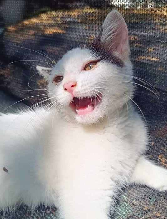 Котето Нана търси своя дом и любящ стопанин