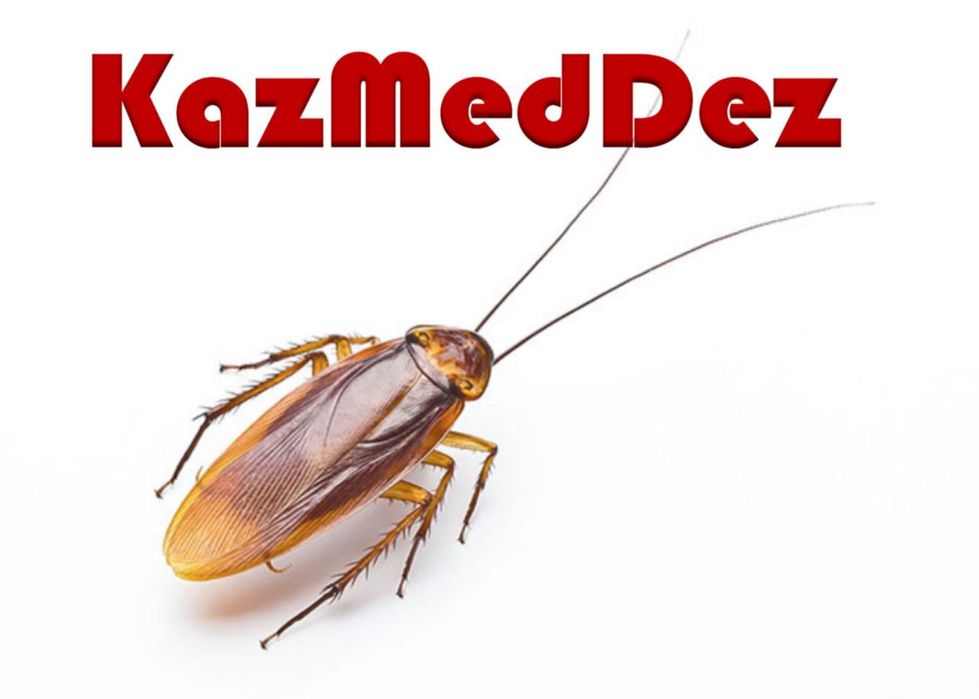 Тез және арзан акция