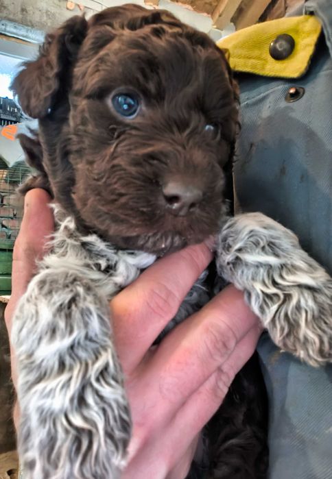 Лагото Романьоло