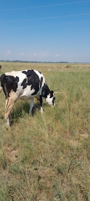 Корова Голштеин 3 год