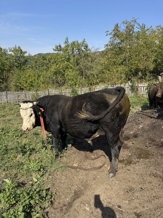 Tauri de vanzare judetul Buzau