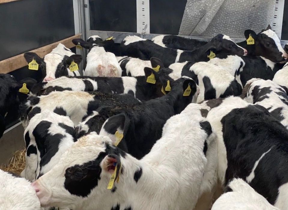 Продам телят , разной породы‘’’