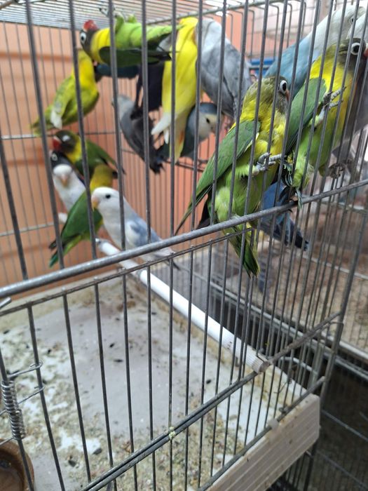Agapornies culori variate