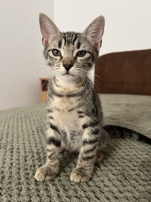 Adoptie pui pisica 2 luni
