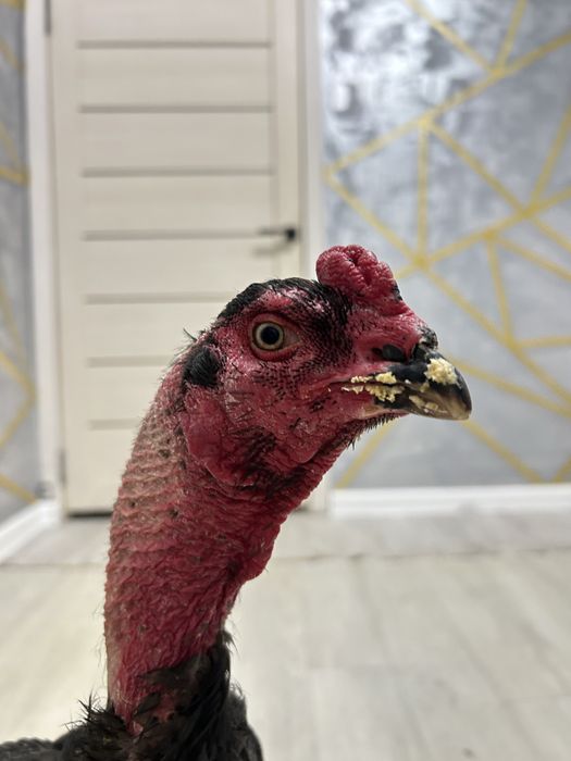 Дакан қораз жақсы зат