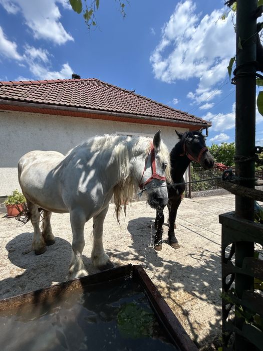 Vând Iapă cu mânză
