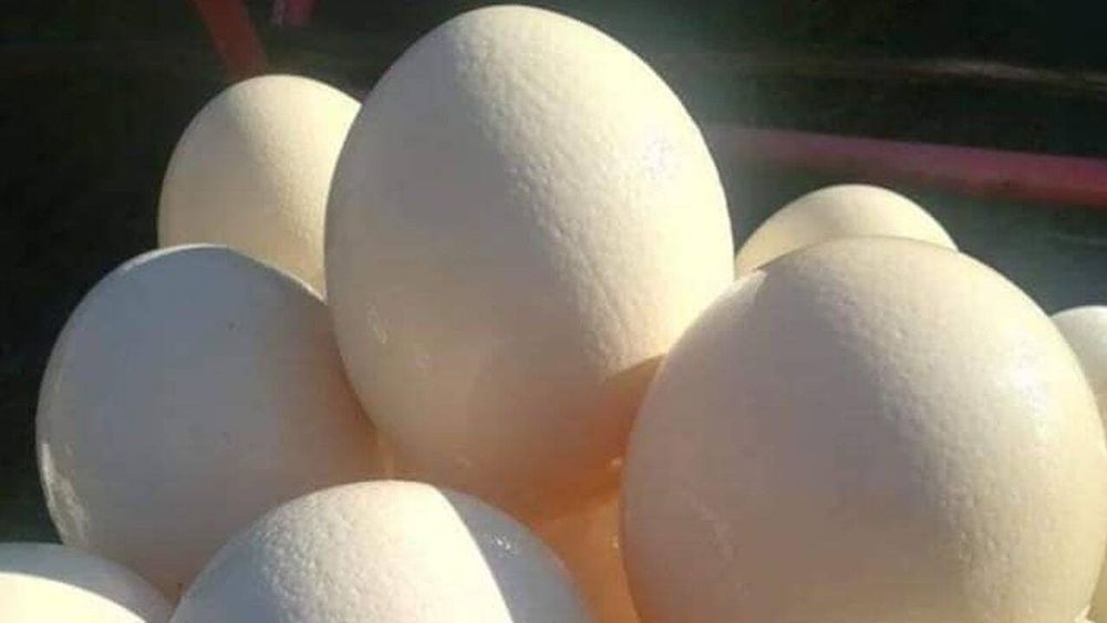 Ouă de struț proaspete din gospodăria proprie, Bărboi, Dolj