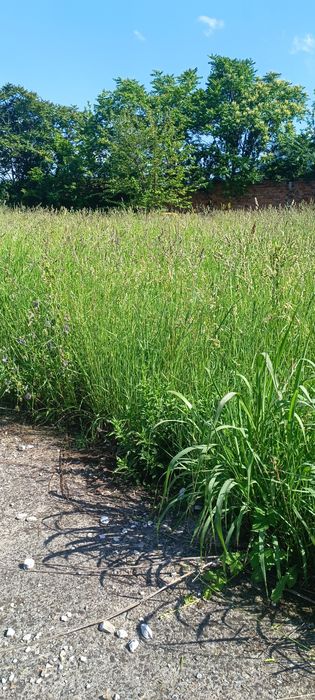 Косене Враца евтини цени.