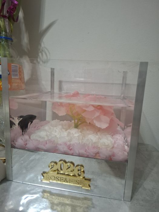 Аквариум балығы петушок (Betta) аквариумымен сатылад