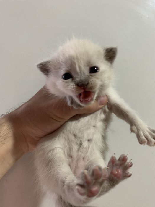 watlanskiy muwukchala