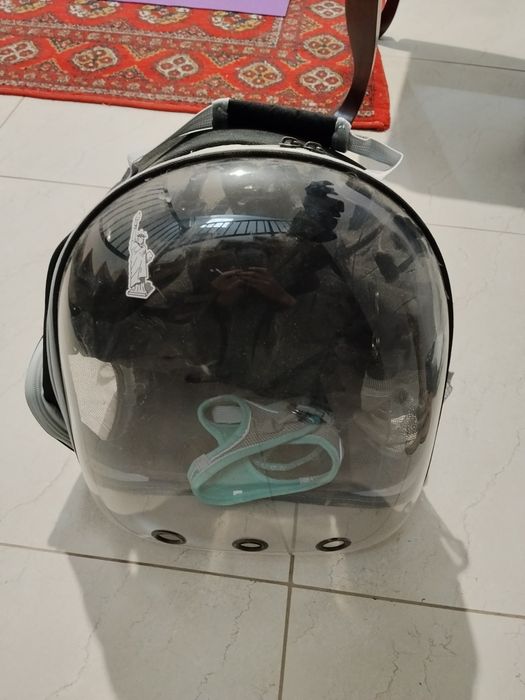 Продам британского кота