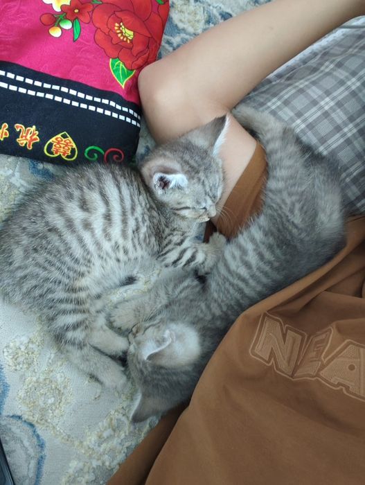 Продается кошки шатлански