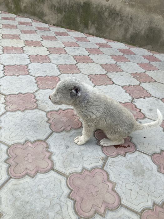 Продается щенок Алабай,сучка