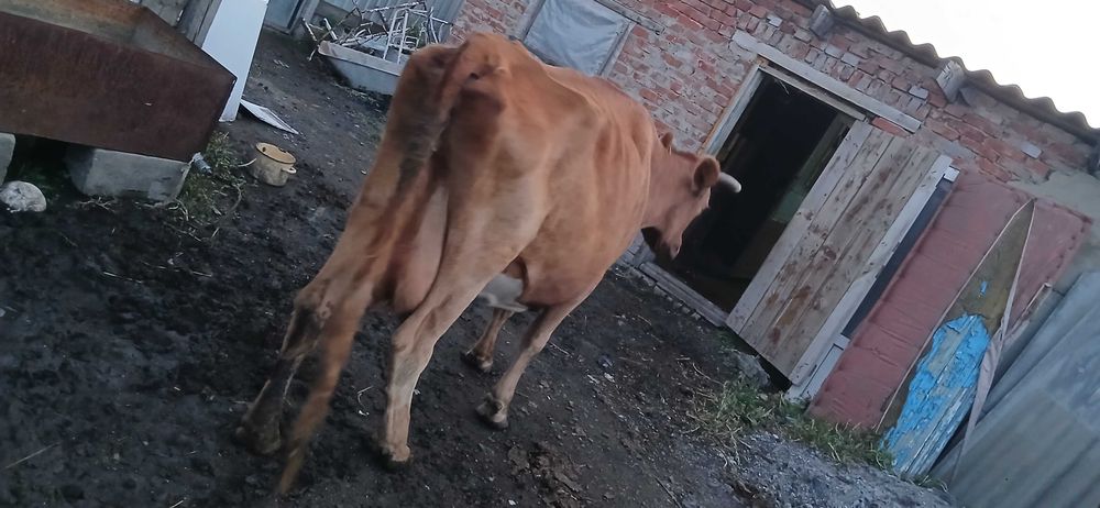Продам корову старая в запуске