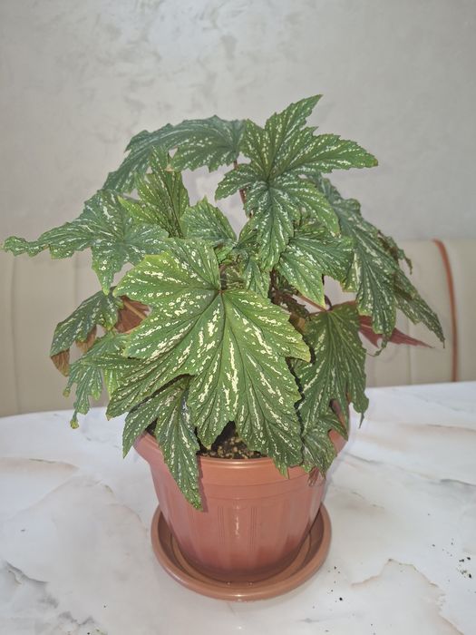 Комнатные цветы - Бегония