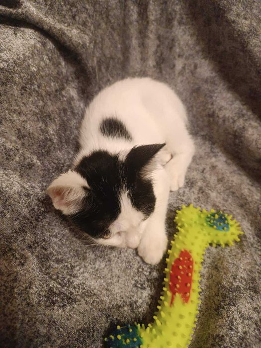 Подарявам женско коте