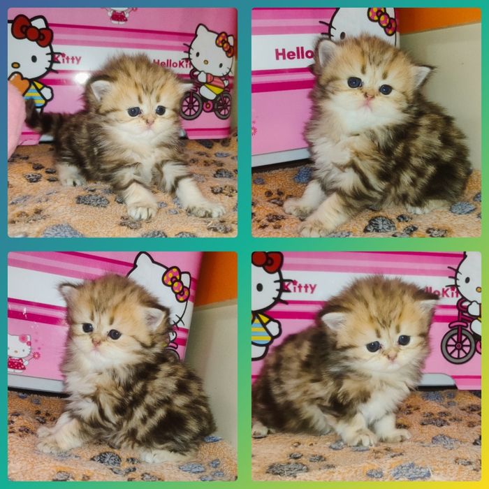 Продается Скоттиш страйт ХАЙЛЕНД