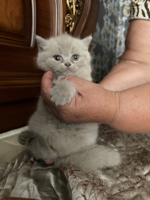Шотланские котята