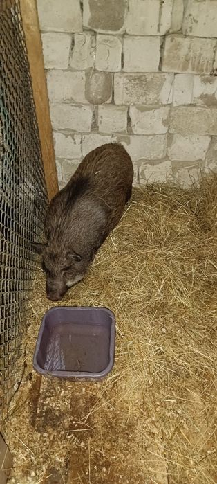 Cînd o purcia vinameza afata mai are un pic și fata