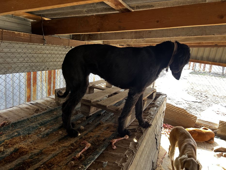 Тазы таза қан ,документі бар