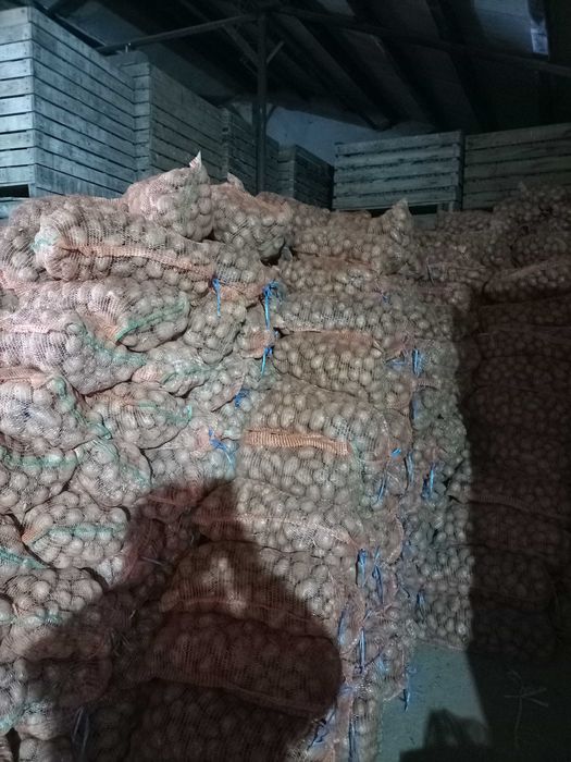 Cartofi de consum Alegria