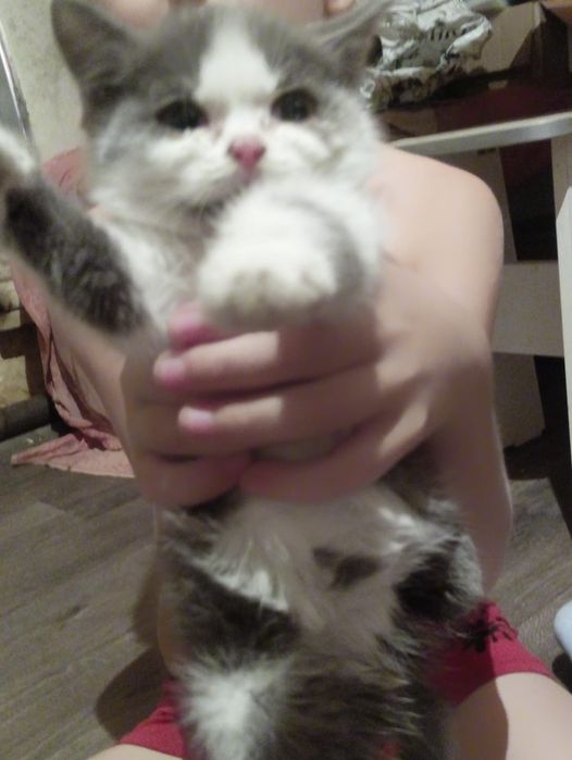 Отдам котёнка мальчика