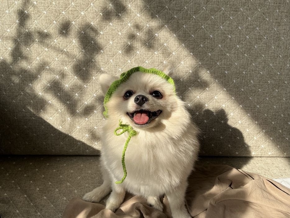 Померанский шпиц для вязки самец