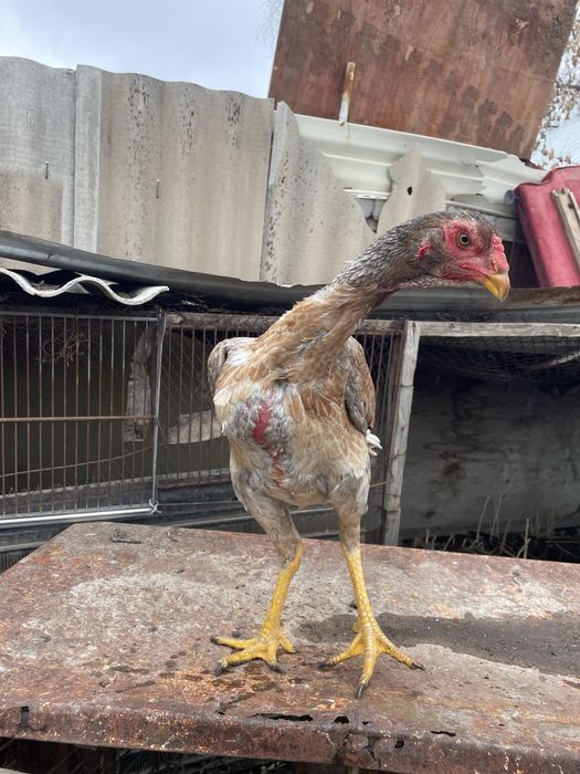 дакан тауыктар сатылады